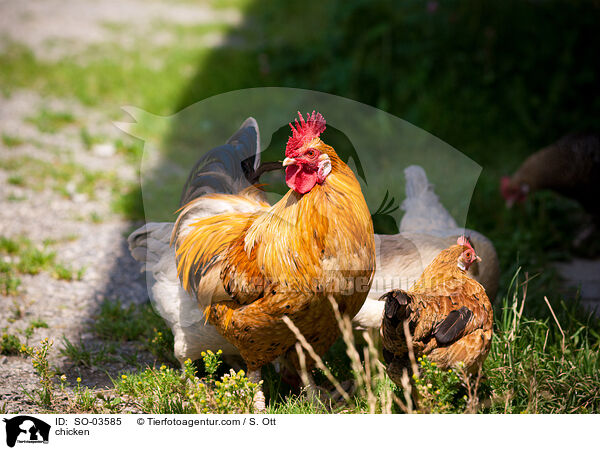 Hhner / chicken / SO-03585