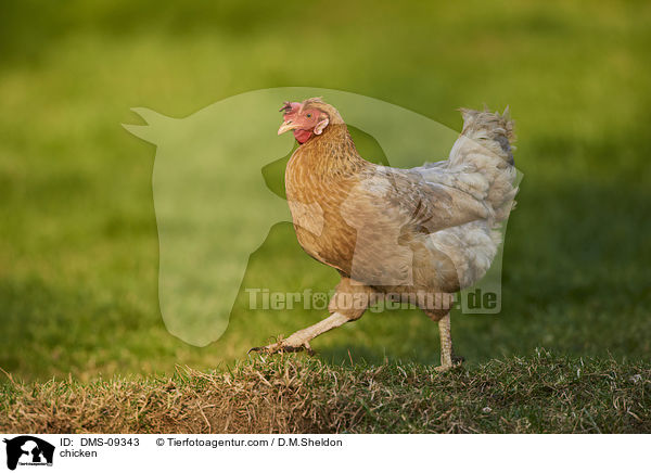 Huhn / chicken / DMS-09343