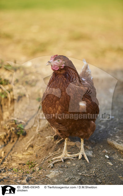 Huhn / chicken / DMS-09345