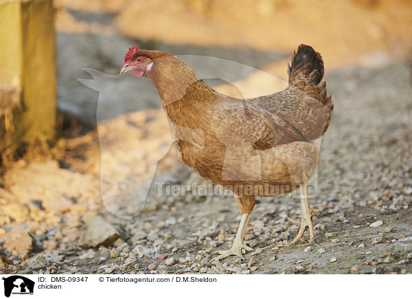 Huhn / chicken / DMS-09347