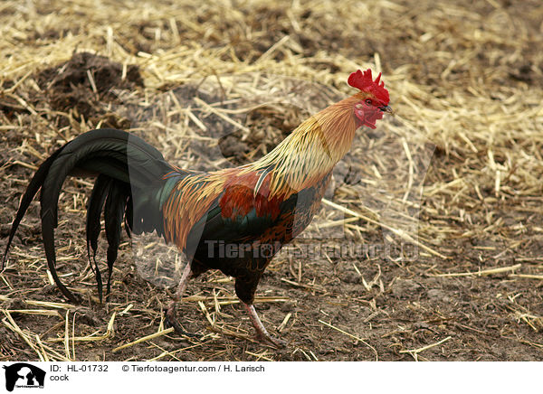 Hahn / cock / HL-01732