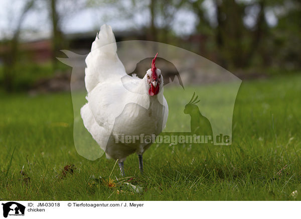 Huhn / chicken / JM-03018