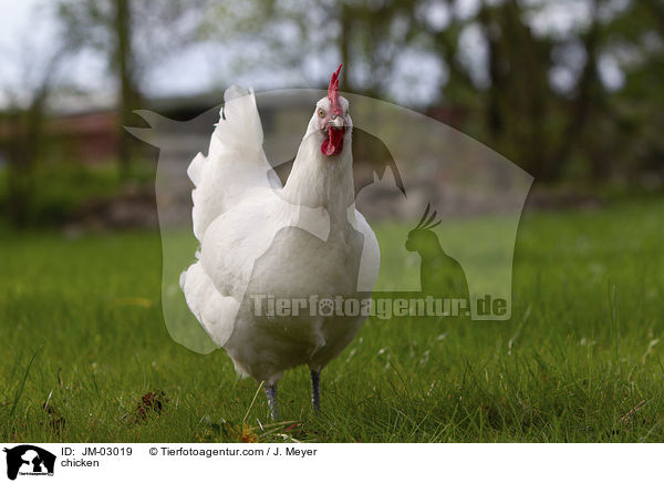 Huhn / chicken / JM-03019