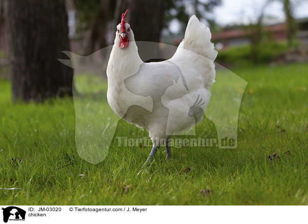 Huhn / chicken / JM-03020