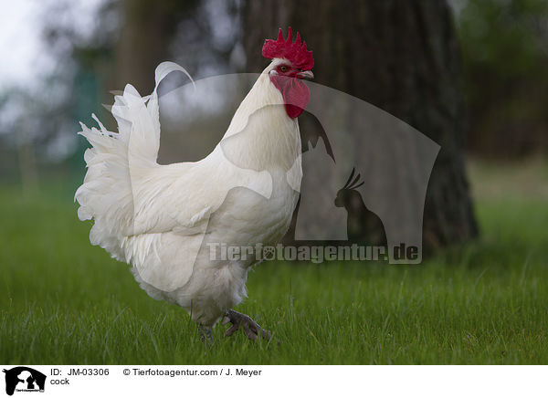 Hahn / cock / JM-03306