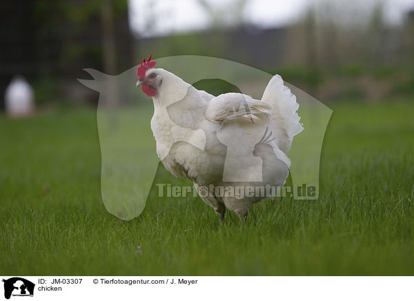 Huhn / chicken / JM-03307
