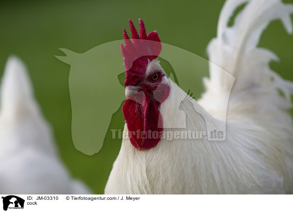 Hahn / cock / JM-03310