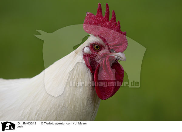 Hahn / cock / JM-03312