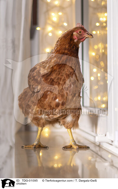 Huhn / chicken / TDG-01095