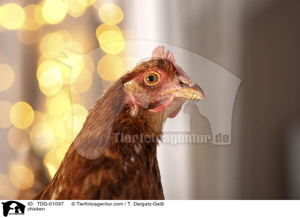 Huhn / chicken / TDG-01097