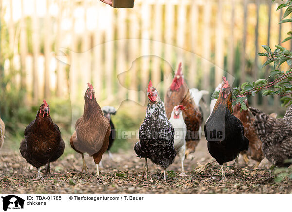 Hhner / chickens / TBA-01785