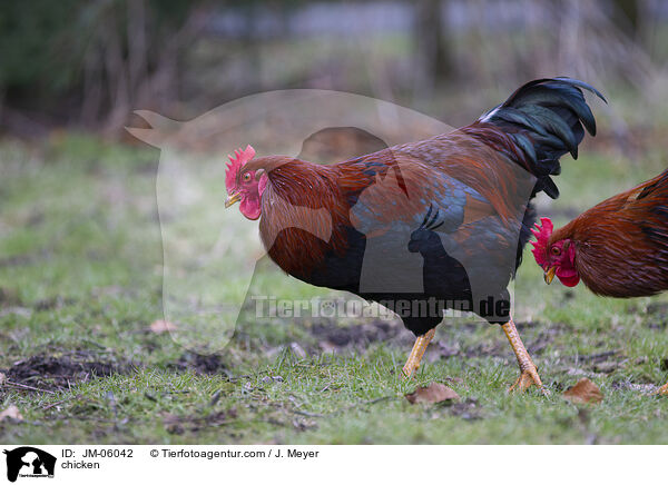 Huhn / chicken / JM-06042