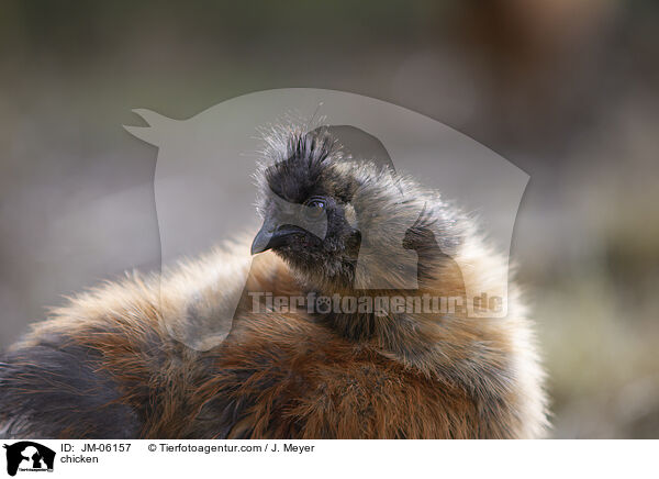 Huhn / chicken / JM-06157