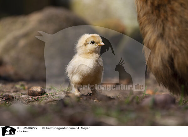Huhn / chicken / JM-06227