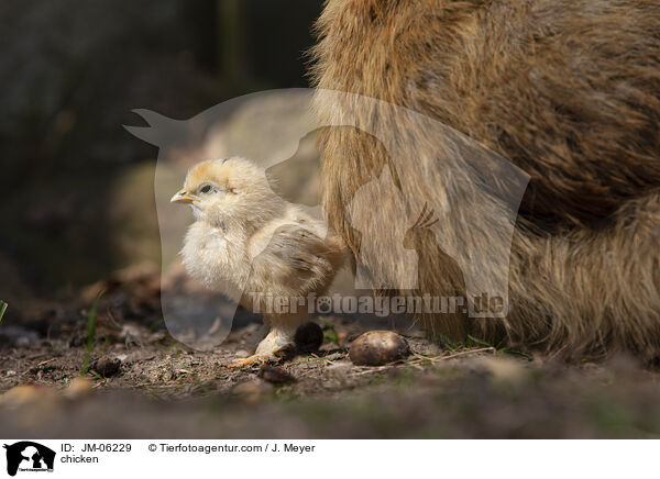 Huhn / chicken / JM-06229