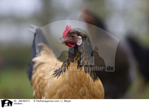Huhn / chicken / JM-06273