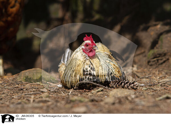 Huhn / chicken / JM-06305