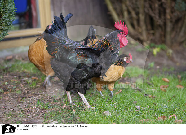 Huhn / chicken / JM-06433