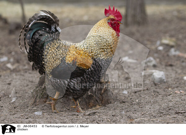 Huhn / chicken / JM-06453