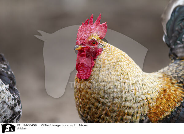 Huhn / chicken / JM-06456