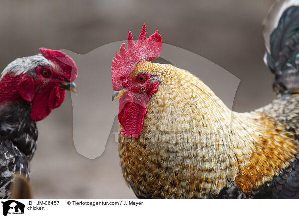 Huhn / chicken / JM-06457