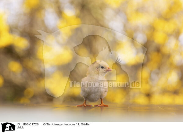 chick / JEG-01726
