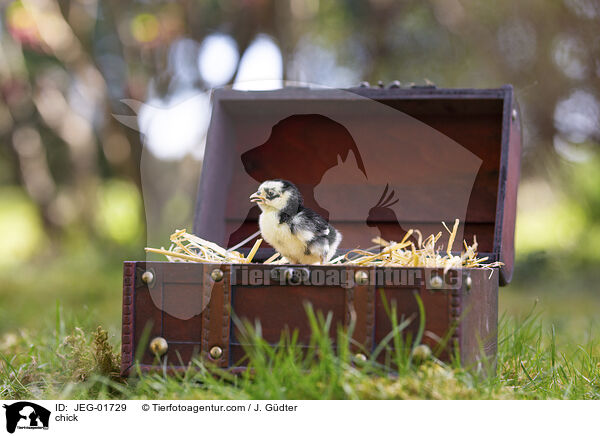 chick / JEG-01729