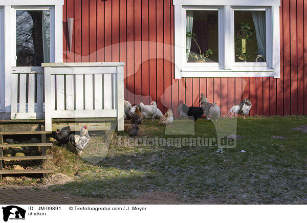 Hhner / chicken / JM-09891