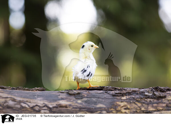 Kken / chick / JEG-01735