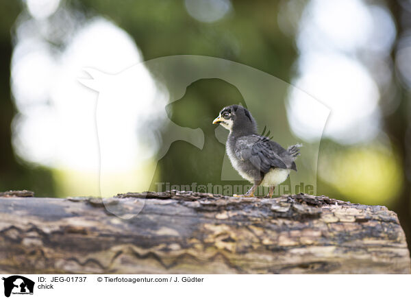 Kken / chick / JEG-01737