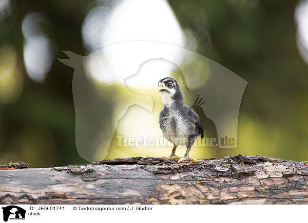 Kken / chick / JEG-01741