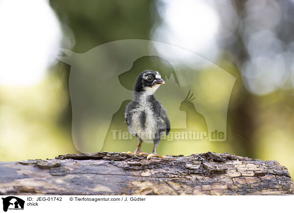 Kken / chick / JEG-01742