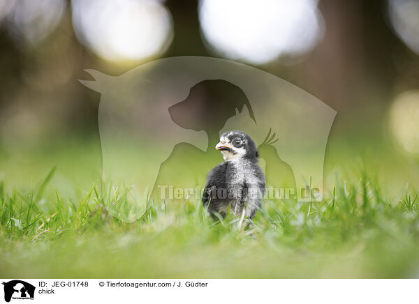 Kken / chick / JEG-01748