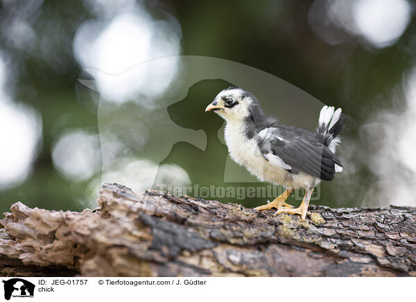 Kken / chick / JEG-01757
