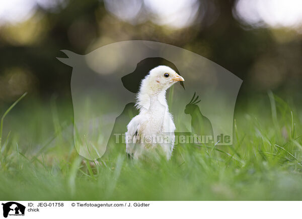 Kken / chick / JEG-01758
