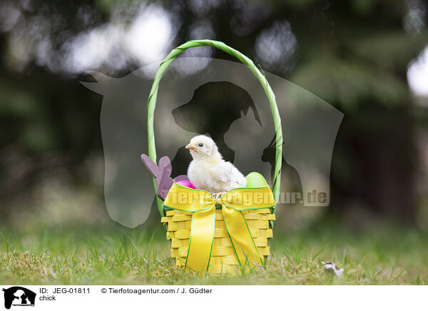 Kken / chick / JEG-01811