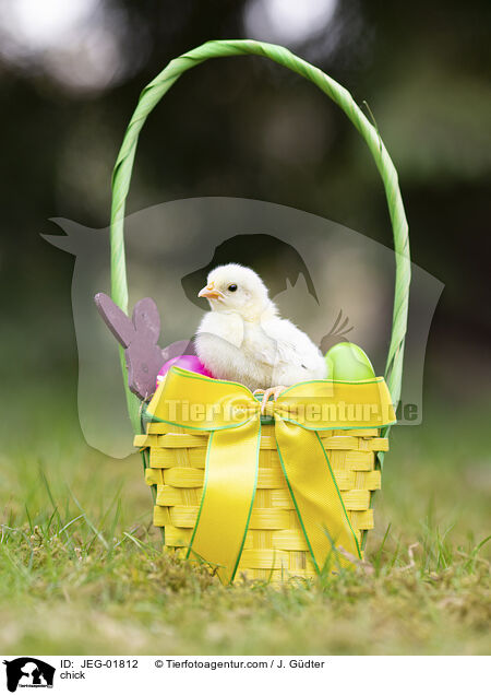 Kken / chick / JEG-01812