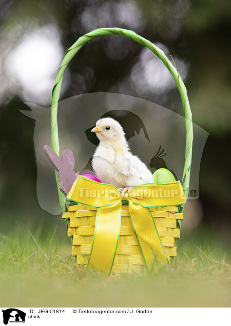 Kken / chick / JEG-01814