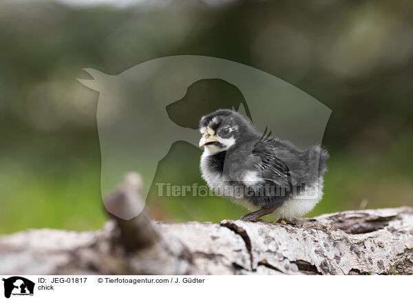 Kken / chick / JEG-01817