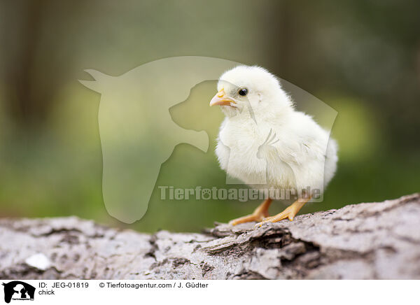 Kken / chick / JEG-01819