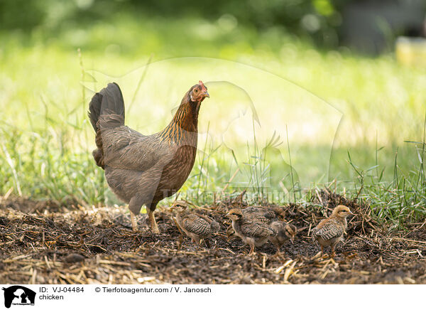 Hhner / chicken / VJ-04484