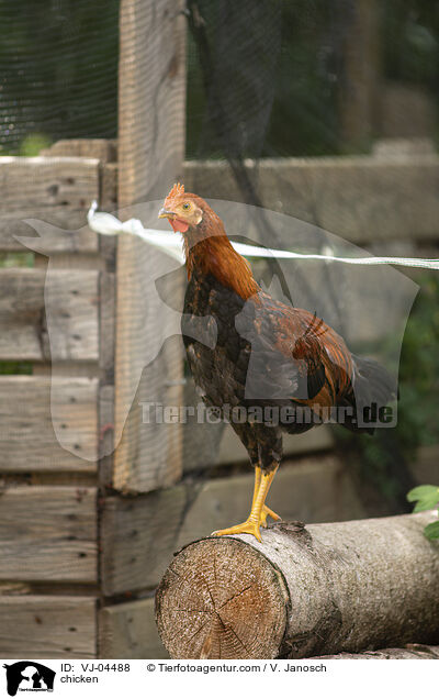 Huhn / chicken / VJ-04488