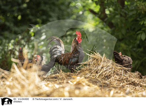 Hhner / chicken / VJ-04490