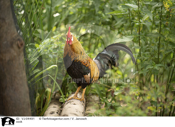 Hahn / cock / VJ-04491