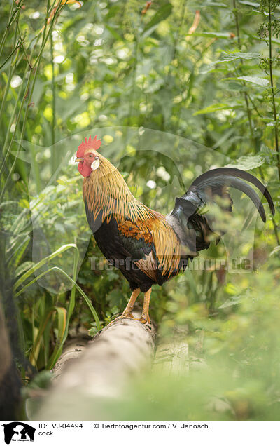 Hahn / cock / VJ-04494