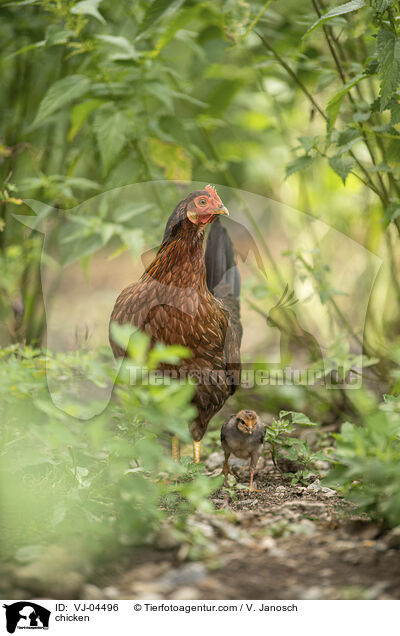 Hhner / chicken / VJ-04496