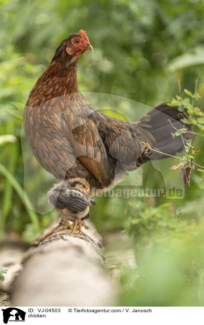 Hhner / chicken / VJ-04503