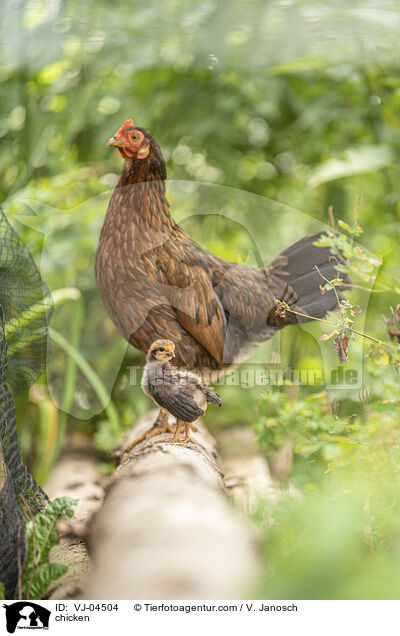 Hhner / chicken / VJ-04504