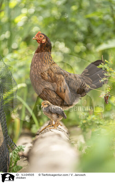 Hhner / chicken / VJ-04505