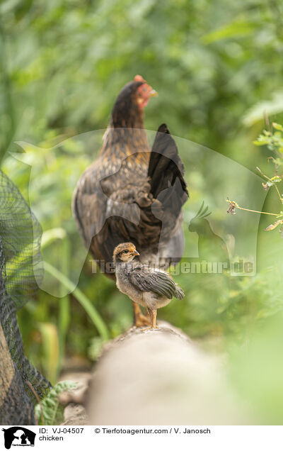 Hhner / chicken / VJ-04507